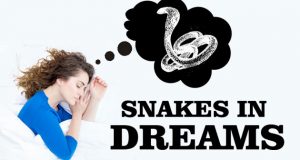snakes-in-dreams